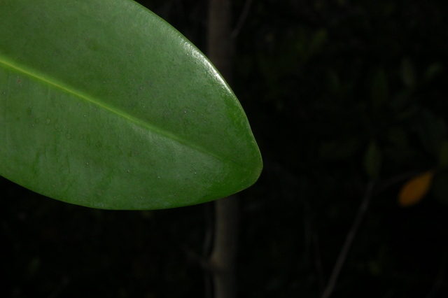 Rhizophora mangle leaves